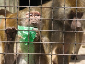 Papion con botella plastica en zoo de Buenos Aires Papion con botella plastica en zoo de Buenos Aires